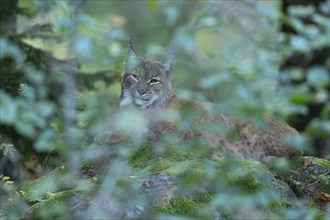 Eurasian Lynx (Lynx lynx) lies camouflaged by leaves on a rock and looks attentively, captive,
