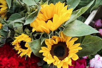 Fresh Sunflowers (Helianthus annuus), with large, yellow flowers and green leaves, flower sale,