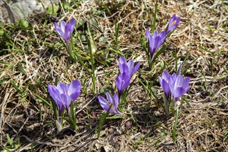 Spring Crocus (Crocus vernus), Dietersbachtal, near Oberstdorf, Allgaeu Alps, Oberallgaeu, Allgaeu,