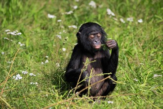 Bonobo, bonobo (Pan Paniscus), young animal, feeding, sitting, meadow, Great ape, Primate,