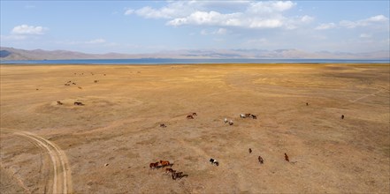 Herd of horses, Aerial view, Vast empty landscape at the mountain lake Song Kul in autumn, Moldo