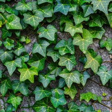 Seamless pattern of ivy leaves climbing a wall AI generated