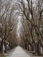 Bare trees form an avenue, Sassari, Sardinia, Italy, Europe