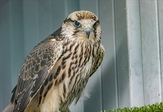 Peregrine falcon (Falco peregrinus), bird of prey, bird