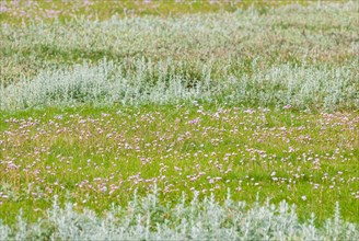 Salt marshes with many Sea thrift (Armeria maritima), also known as Lady's Cushion, Flower of the