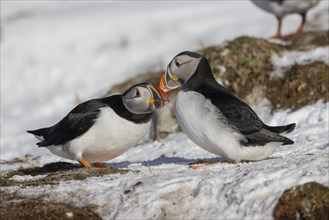 Puffin (Fratercula arctica), beak in greeting, in the snow, Hornoya, Hornoya, Varangerfjord,