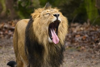 Yawning Asiatic lion (Panthera leo persica) male, captive, habitat in India