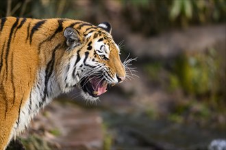 Portrait of a snarling Siberian tiger or Amur tiger (Panthera tigris altaica) in the forest,