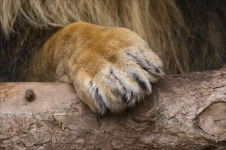Close-up otf the paw of an Asiatic lion (Panthera leo persica) male, captive, habitat in India