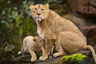 Asiatic lion (Panthera leo persica) lioness with her cub, captive, habitat in India