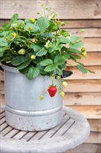 Strawberries (Fragaria), in a decorative pot in the garden, Velbert, North Rhine-Westphalia,