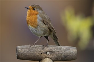 European robin (Erithacus rubecula) adult bird on a garden fork handle, England, United Kingdom,