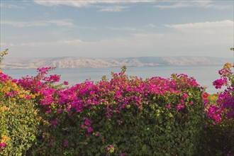 Orange and purple bougainvillea flowers in garden overlooking the Sea of Galilee and the Golan