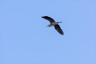Grey heron in flight, grey heron (Ardea cinerea), Kappeln, Schlei, Schleswig-Holstein, Germany,