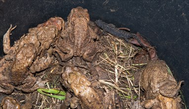 Many Common toads (Bufo Bufo), males, females, pairs in amplexus and single animals and Common newt