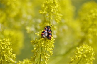 Shaggy bee beetle, spring, Germany, Europe