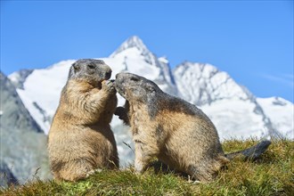 Alpine marmots (Marmota marmota) on a meadow with blue sky in the background in summer,
