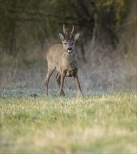 European roe deer (Capreolus capreolus), roebuck in winter coat, winter cover, one antler in the