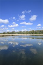 Pond landscape, reed, common reed (Phragmites australis) water, blue sky, white clouds, Thuringia,