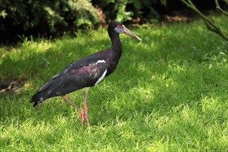 Abdim's stork (Ciconia abdimii), foraging, captive