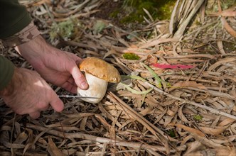 Hunting edible porcini mushrooms in the forest, Cambara do sul, Rio Grande do sul, Brazil, South