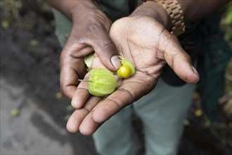 Men's hands showing a Physalis fruit or bladder cherry or Andean berry, Kerala, India, Asia