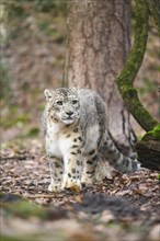 Snow leopard (Panthera uncia) sneaking through the forest, captive, habitat in Asia