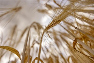 Detailed view of a barley field with focus on individual ears, Cologne, North Rhine-Westphalia,