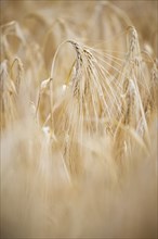 Close-up of individual ripe ears of grain in a field with Barley, Cologne, North Rhine-Westphalia,