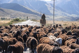 Riders driving a herd of sheep on the road, Kyrgyzstan, Asia