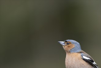 Eurasian chaffinch (Fringilla coelebs) adult male bird head portrait, England, United Kingdom,