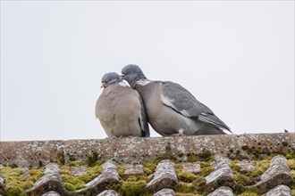 Wood pigeon (Columba palumbus) two adult birds courting on a rooftop, England, United Kingdom,