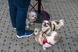 Three dogs on a lead, two Pekingese and a Pekapoo, Bavaria, Germany, Europe