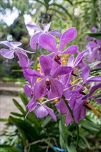 Beautiful orchids bloom in garden. Phuket, Thailand, Asia