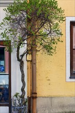Yellow facade and deciduous tree with twisted trunk, Kaufbeuern, Allgaeu, Swabia, Bavaria, Germany,