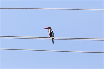 White-throated kingfisher (Halcyon smyrnensis) or Common kingfisher against a blue sky, Backwaters,