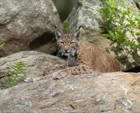 Eurasian Lynx (Lynx lynx) lying on a rock and looking attentively, captive, Germany, Europe