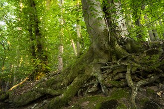 Trunk and root system of a Beech in a mixed forest. Neckargemuend, Kleiner Odenwald,