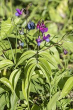 Spring vetch (Lathyrus vernus), Hainich, Thuringia, Germany, Europe