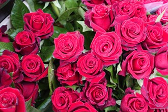 Dense ostrich of vivid red roses (Rose) in full bloom, flower sale, Central Station, Hamburg,