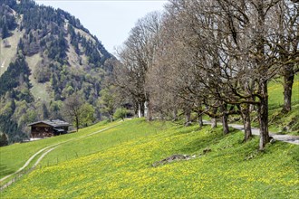 Dandelion meadow with avenue of trees, old farmhouse at the back in the historic mountain farming