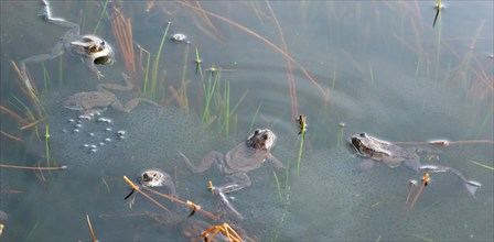 Common frog (Rana temporaria), amphibian of the year 2018, several animals swimming in a pond with