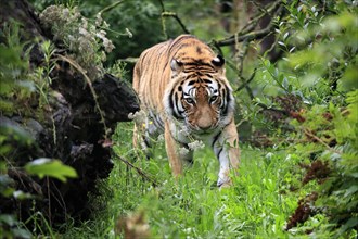Siberian tiger (Panthera tigris altaica), adult, alert, running, captive