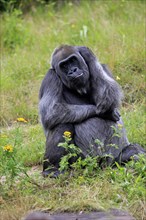 Western gorilla (Gorilla gorilla), adult, female, sitting, on ground, captive