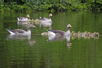 Pair of greylag geese with goslings, spring, Germany, Europe