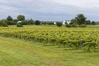 Agriculture, vineyard, Province of Quebec, Canada, North America
