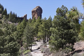 Mighty basalt rock Roque Nublo, also known as Cloud Rock, ascent through pine forest to the