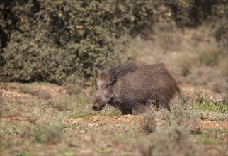 Wild boar (Sus scrofa) in the forest, Extremadura, Castilla La Mancha, Spain, Europe