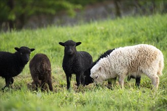 Five lambs are standing in a meadow, three black, one brown and one white-brown. Ouessant sheep