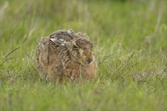 European brown hare (Lepus europaeus) adult animal resting in a grass field, England, United